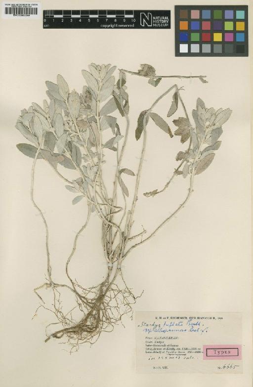 Stachys inflata subsp. albopannosa Rech.f. - BM000950569