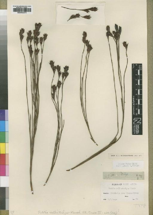 Platycaulos callistachyus (Kunth) H.P.Linder - BM000922376