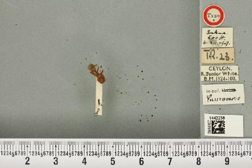 Mellesis polistiformis Senior-White, 1922 - BMNHE_1442238_40015