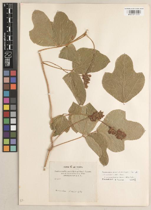 Neorautanenia mitis (A.Rich.) Verdc. - BM013713131