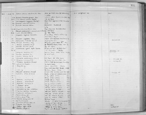 Luidia alternata numidica Koehler, 1911 - Zoology Accessions Register: Echinodermata: 1935 - 1984: page 131