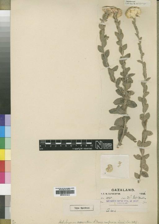 Helichrysum acervatum Moore - BM000924020