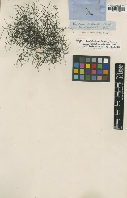 Eriogonum intricatum Benth. - BM001024468