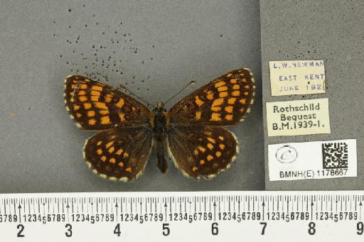 Melitaea athalia ab. berisaliformis Verity, 1916 - BMNHE_1178667_56419