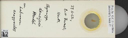 Agromyza demeijerei Hendel, 1920 - BMNHE_1504143_59231