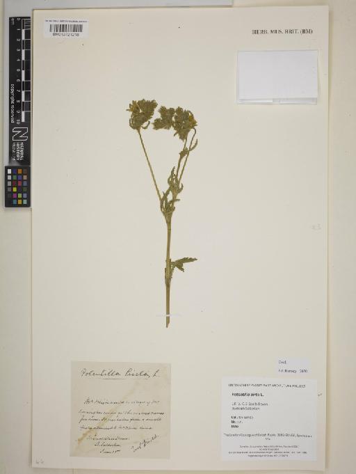 Potentilla hirta L. - BM013721218