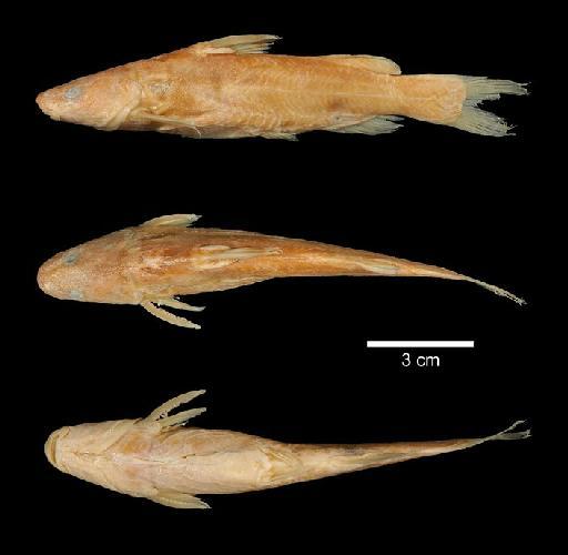 Leiocassis saravacensis Boulenger, 1894 - 1893.3.6.168-9b; Liocassis saravacensis; type; ACSI Project image