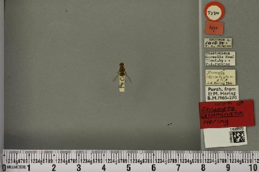 Bactrocera (Bactrocera) cacuminata (Hering, 1941) - BMNHE_1435522_28533