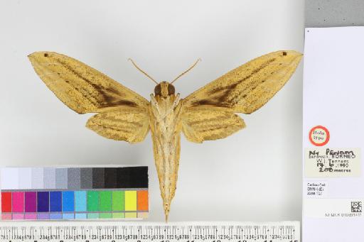 Cechetra inconspicua Ivshin & Krutov, 2018 - NHMUK_010891411_Cechetra_'inconspicua'_HT_male_ventral_&_labels.JPG