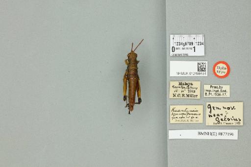 Kuantania squamipennis Miller, N.C.E., 1935 - 012498484_71368_83456