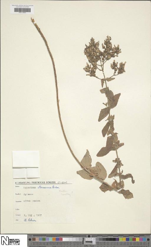Hypericum atomarium Boiss. - BM001202889