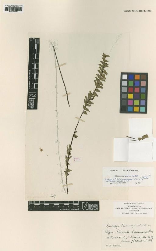 Lindsaea adiantoides J.Sm. - BM001044429