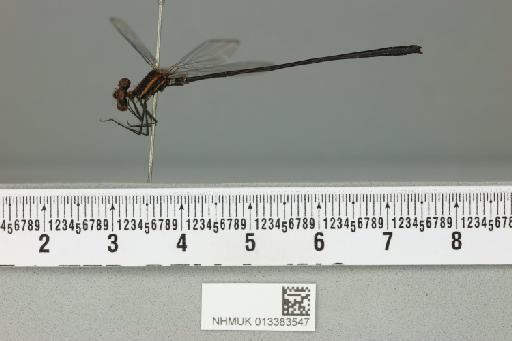 Elattoneura tenax (Hagen in Selys, 1860) - 013383547_lateral