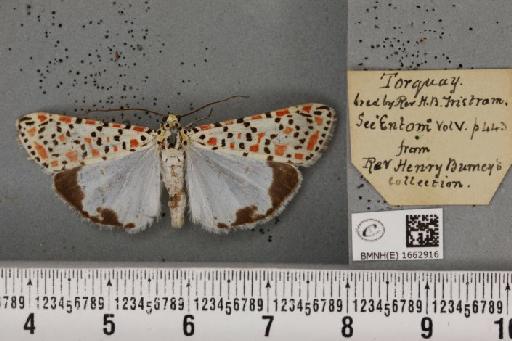 Utetheisa pulchella (Linnaeus, 1758) - BMNHE_1662916_283411