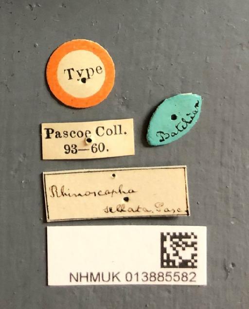 Rhinoscapha sellata Pascoe, 1874 - Rhinoscapha_sellata_type_labels