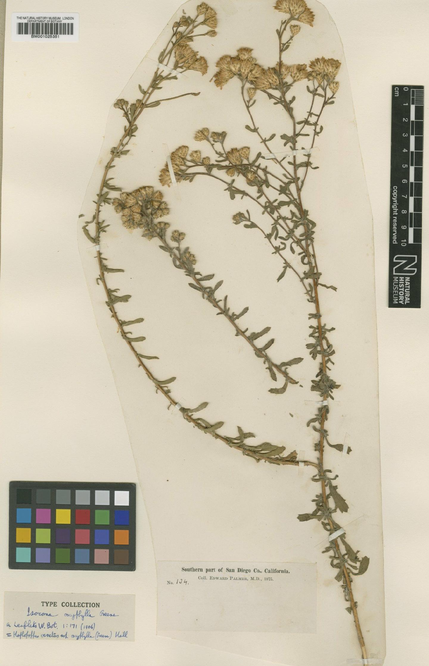 To NHMUK collection (Haplopappus venetus subsp. oxyphyllus (Greene) H.M.Hall; Type; NHMUK:ecatalogue:746365)