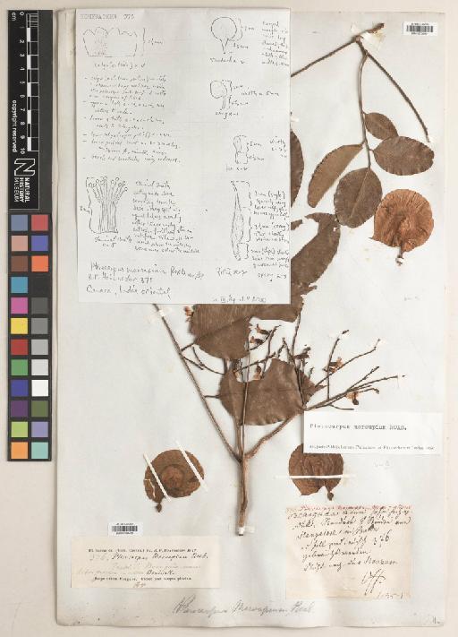 Pterocarpus marsupium Roxb. - BM010758450