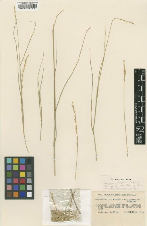 Elymus lazicus (Boiss.) Melderis - BM000064026