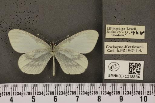 Leptidea sinapis sinapis Linnaeus, 1758 - BMNHE_1118834_73747