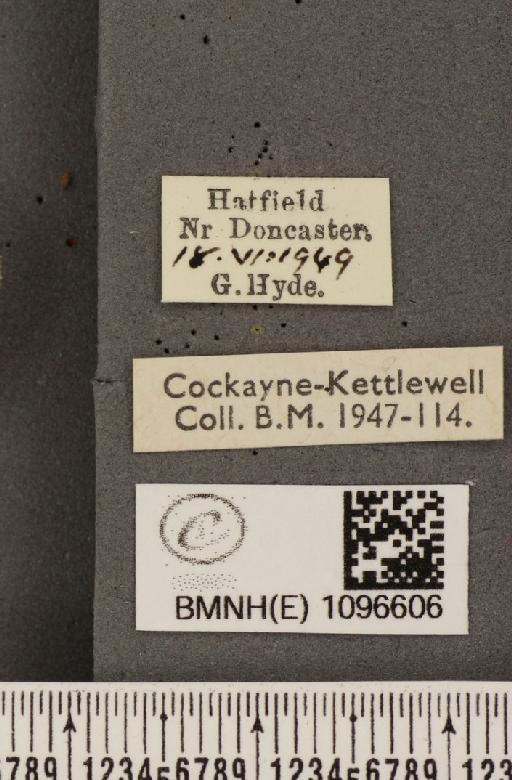 Coenonympha tullia polydama ab. parviocellata Pronin, 1937 - BMNHE_1096606_label_7761