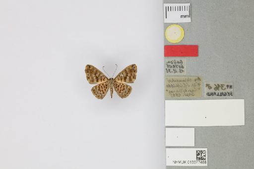 Argyrogrammana chicomendesi Gallard, 1995 - 013377488_Argyrogrammana_chicomendesi_Gallard_1995_PT_1