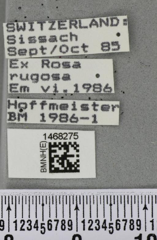 Rhagoletis alternata (Fallén, 1814) - BMNHE_1468275_label_42203