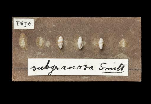 Pleurotoma (Defrancia?) crassilabrum Smith, 1882 - 20220297_board