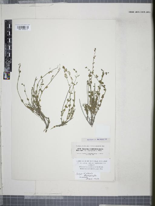 Nepeta depauperata Benth. - 014608610