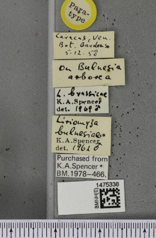 Liriomyza brassicae (Riley, C.V., 1884) - BMNHE_1475338_label_49183