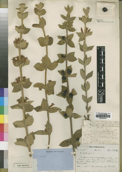 Ancylanthos lactiflorus Robyns - BM000903502