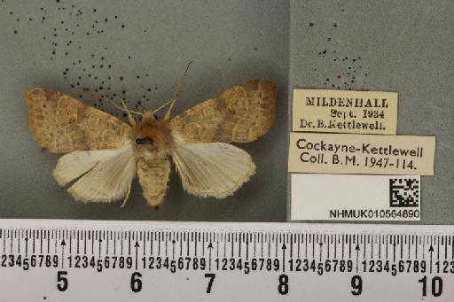 Cirrhia ocellaris ab. intermedia Habich, 1895 - NHMUK_010564890_622478