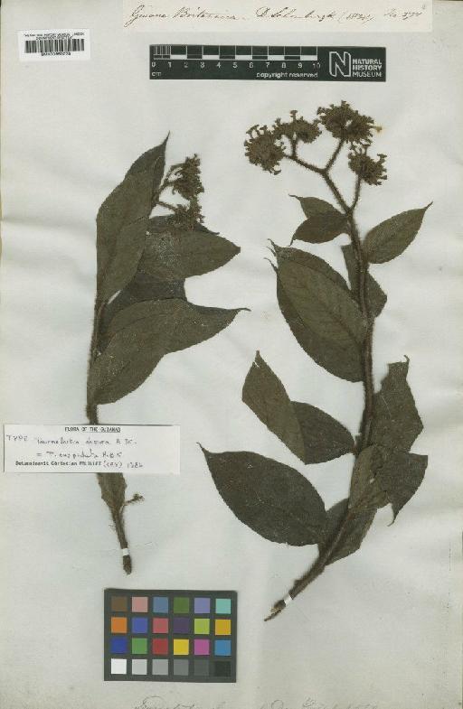 Tournefortia cuspidata Kunth - BM000953078