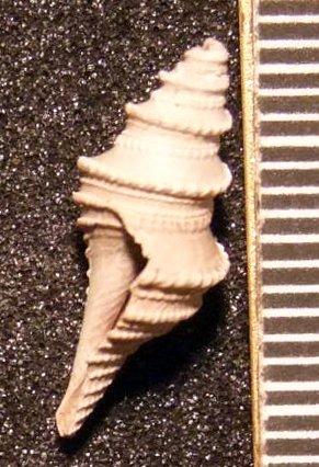 Cochlespira gyrata (Edwards, 1857) - TG 1123. Cochlespira gyrata (specimen 7)
