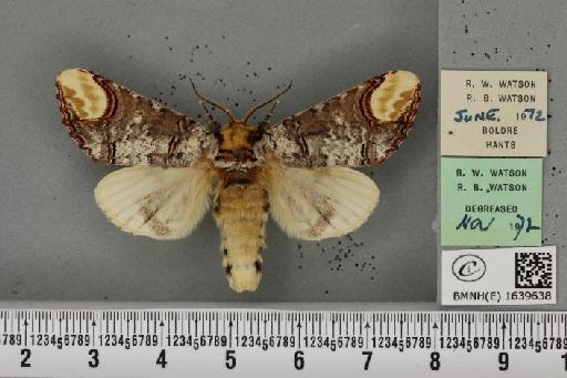 Phalera bucephala bucephala (Linnaeus, 1758) - BMNHE_1639638_208792