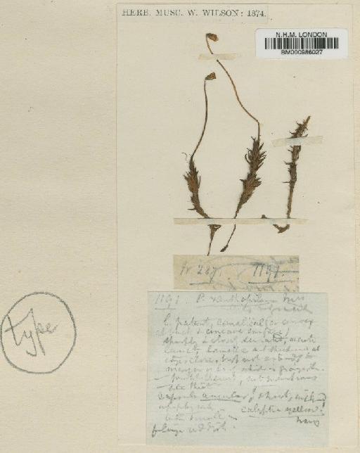 Polytrichastrum xanthopilum (Wilson ex Mitt.) G.L.Sm. - BM000986027