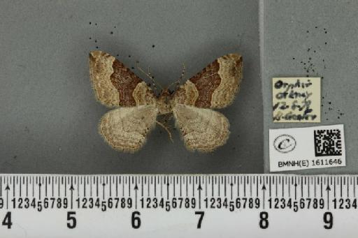 Xanthorhoe decoloraria decoloraria (Esper, 1806) - BMNHE_1611646_307853