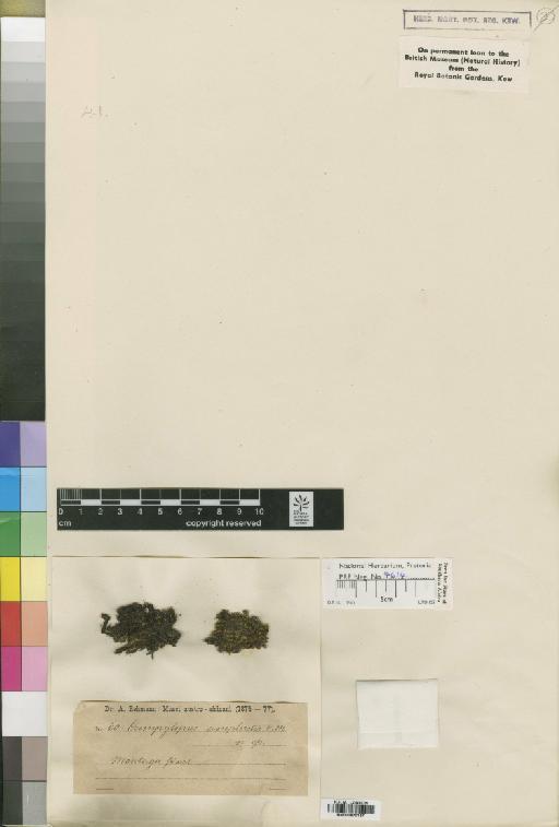 Campylopus flaccidus Renaud & Cardot - BM000870137_a