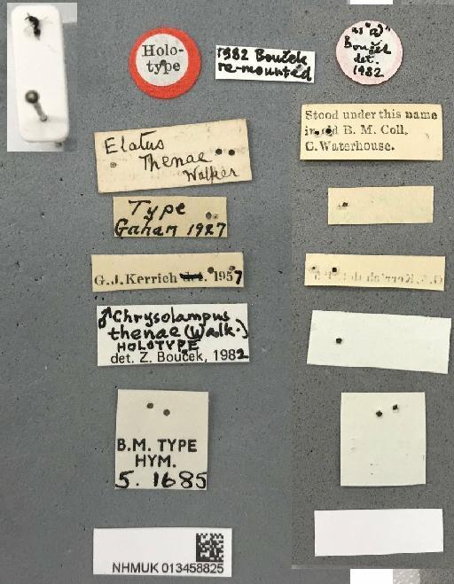 Elatus thenae Walker, 1848 - 013458825_Elatus_thenae_M_Holotype_5.1685_labels