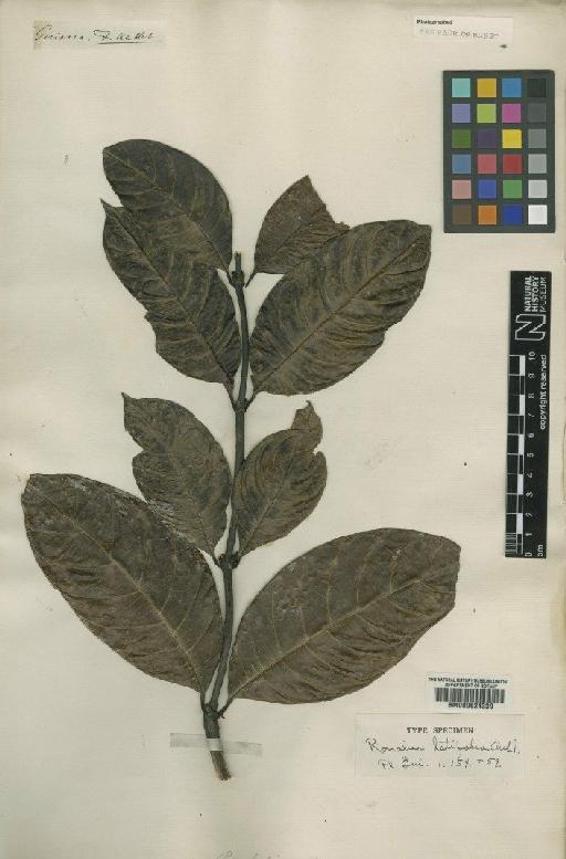 Psychotria erecta (Aubl.) Standl. & Steyerm. - BM000624339