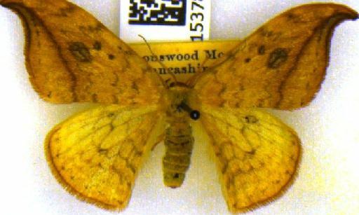 Drepana falcataria (Linnaeus, 1758) - BMNH(E)_1537822
