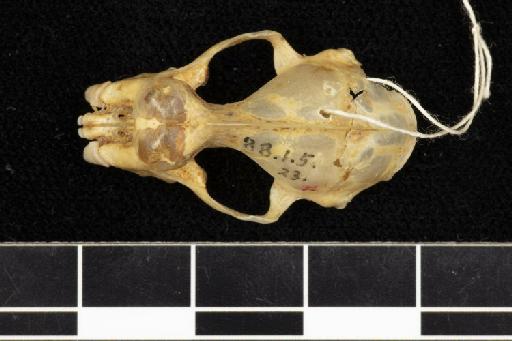 Hipposideros diadema oceanitis K. Andersen, 1905 - 1888_1_5_23-Hipposideros_diadema_oceanitis-Type-Skull-dorsal