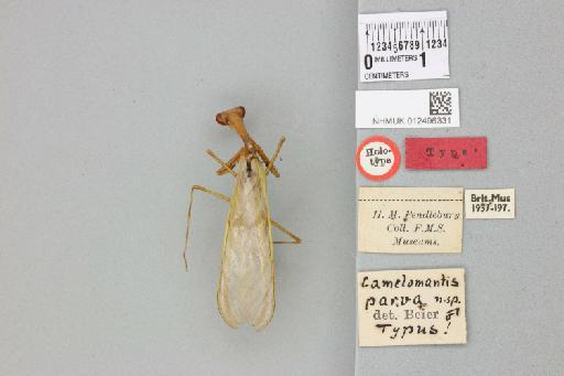 Camelomantis parva Beier, 1932 - 012496331_reverse