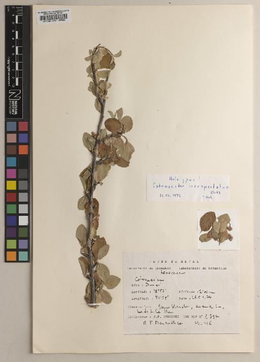 Cotoneaster inexspectatus G.Klotz - BM000521997