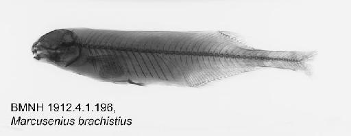 Marcusenius brachistius Boulenger, 1909 - BMNH1912.4.1.196, Marcusenius brachistius