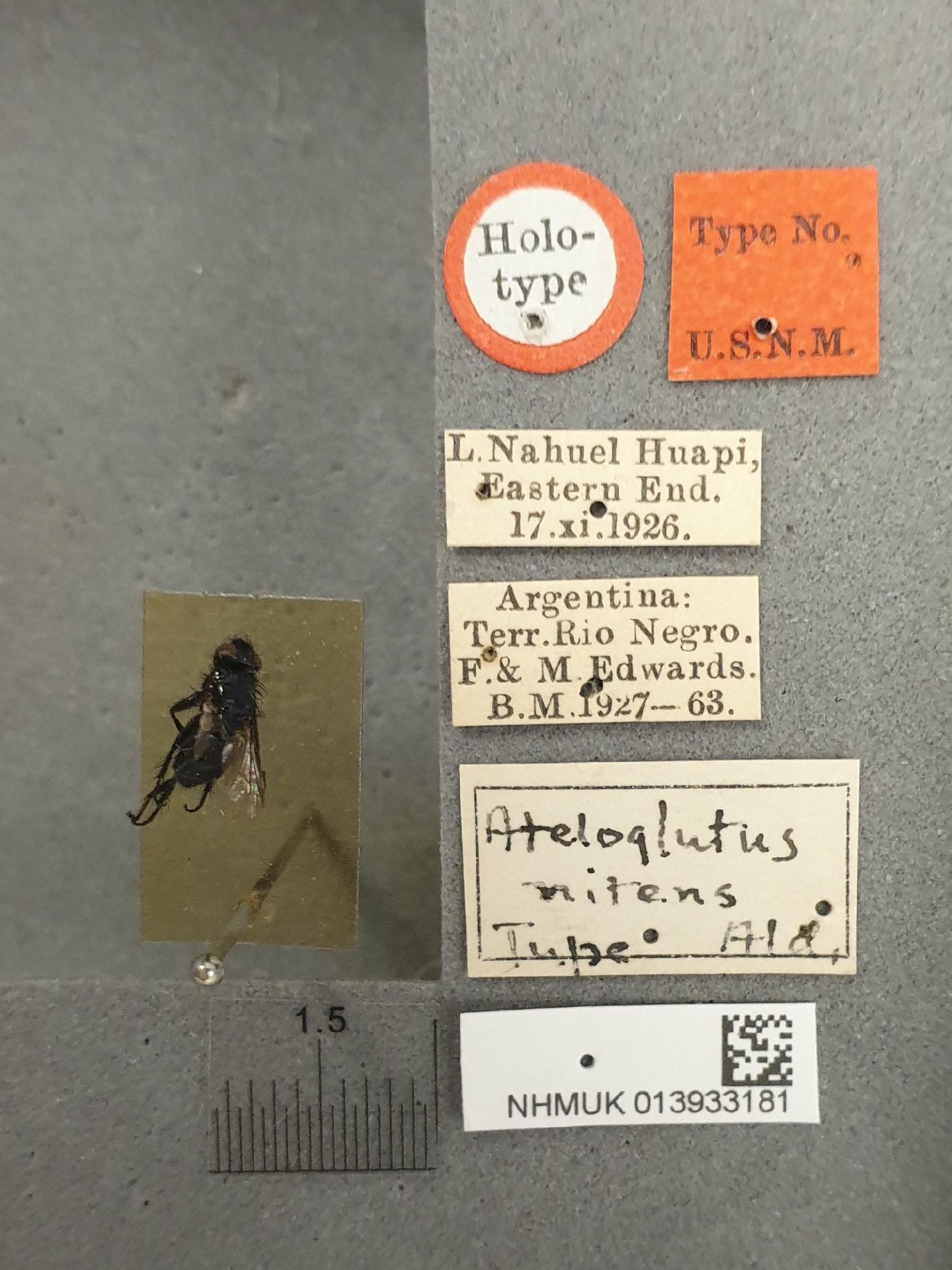 Ateloglutus nitens