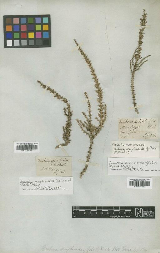 Junellia seriphioides (Gillies & Hook.) Moldenke - BM000992697