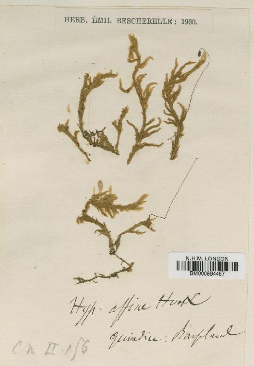 Heterophyllium affine (Hook.) M.Fleisch. - BM000964457