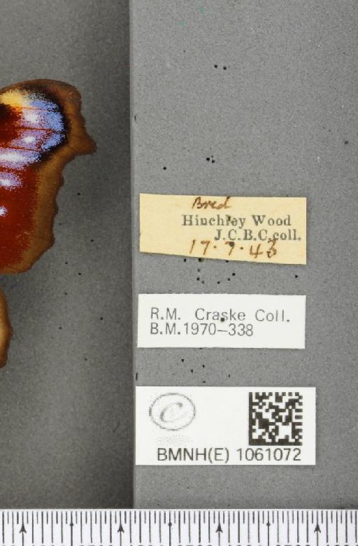 Aglais io (Linnaeus, 1758) - BMNHE_1061072_label_21577