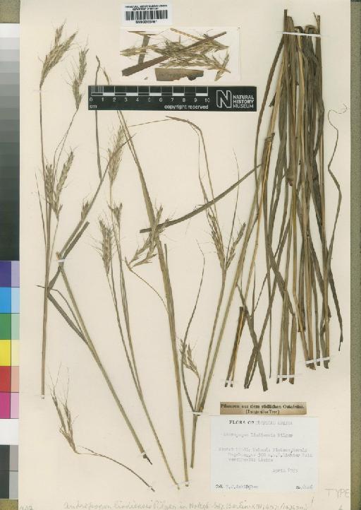 Andropogon chinensis (Nees) Merr. - BM000923481