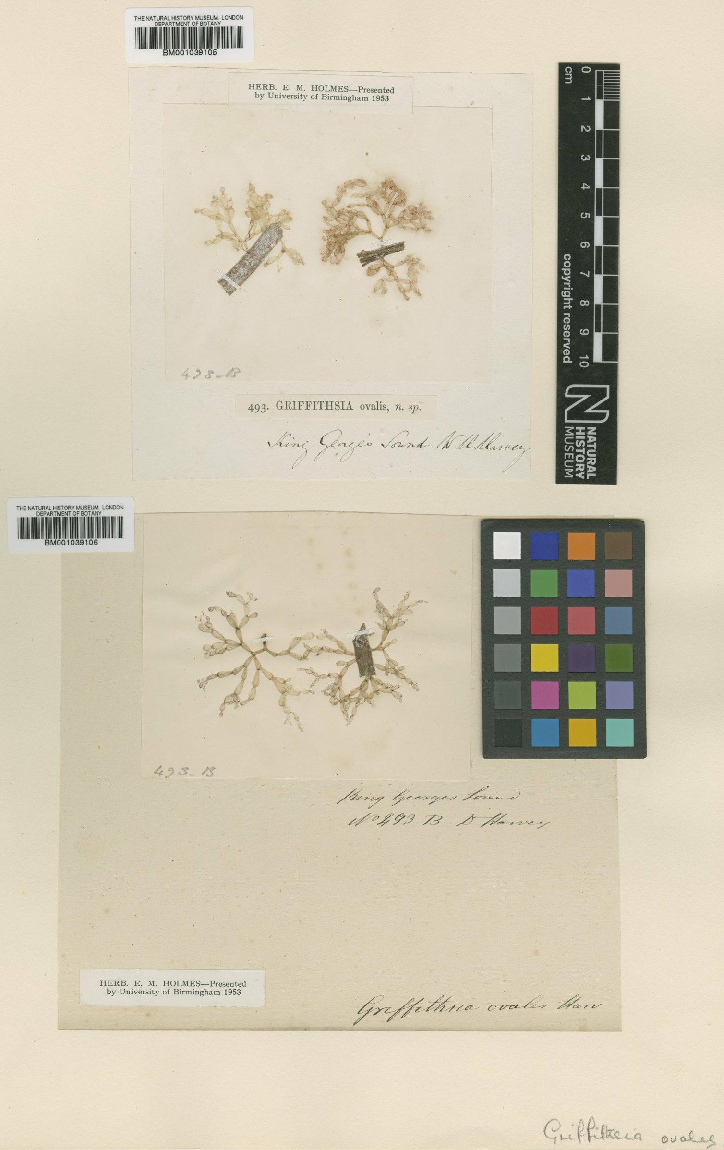 To NHMUK collection (Griffithsia ovalis Harv.; TYPE; NHMUK:ecatalogue:707260)